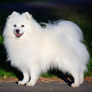 Японский шпиц описание породы