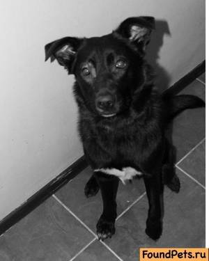 Крепкое здоровье дворовой собаки Здоровье дворовой собаки